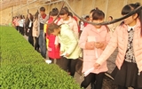 現(xiàn)代農(nóng)業(yè)技術(shù)系組織師生到日光溫室蔬菜育苗基地參觀學習